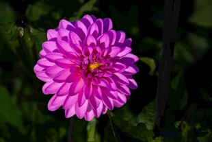 娇艳粉色大丽花特写