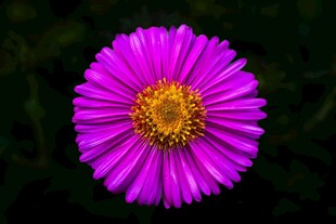 艳丽紫色花朵特写