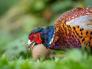 五彩野鸡低头守护鸟蛋