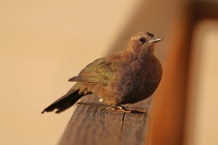 栖息于木上的美丽鸟儿