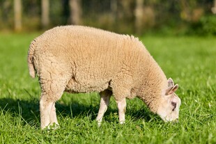 草地上吃草的绵羊