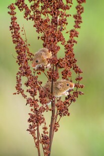 红色穗状植物特写