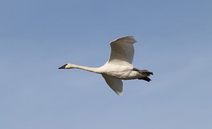 蓝天中飞翔的优雅天鹅