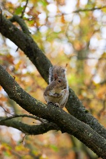 树枝上的可爱小松鼠
