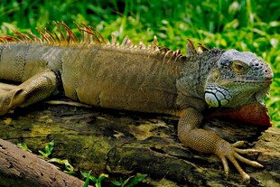 绿鬣蜥静卧于草木间