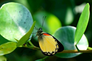 绿叶上的黄色蝴蝶