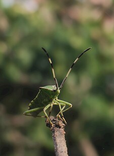 树枝上的绿色螽斯