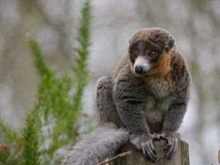 狐猴坐于石上眺望远方