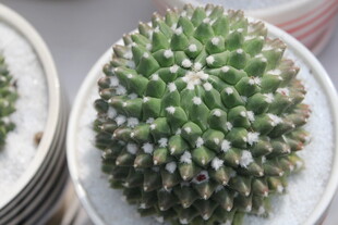 球形仙人掌特写