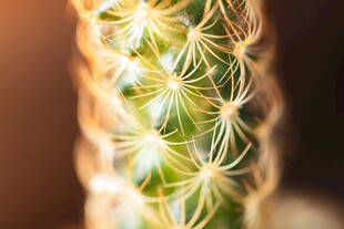 翠绿仙人掌的细腻刺状结构