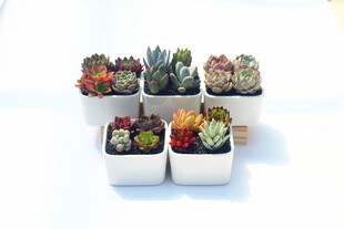 多彩多肉植物盆栽组合
