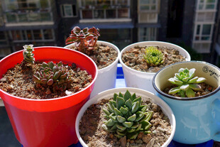 多彩盆栽中的可爱多肉