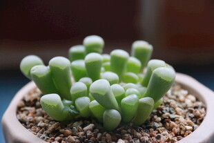 可爱多肉植物盆栽