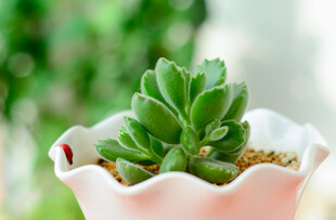 粉色花盆中的可爱小多肉