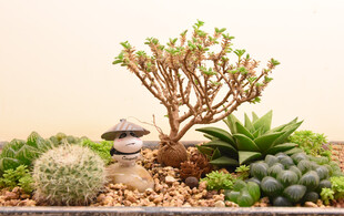 精致多肉盆栽景观