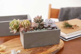 桌上精致多肉盆栽摆件