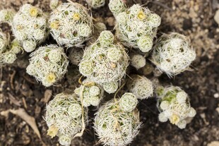 白色菌类植物特写