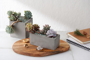精致多肉盆栽摆件展示