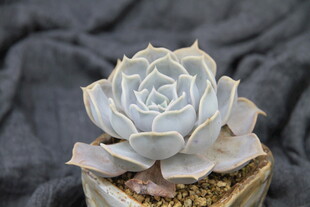 精致白牡丹多肉盆栽