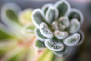 绒毛多肉植物特写