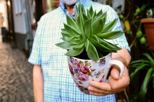 手持多彩花盆的多肉植物