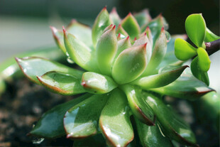 翠绿多肉植物特写