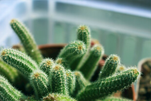 可爱小仙人掌盆栽