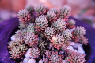 可爱多肉植物盆栽