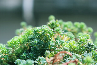 翠绿茂盛的多肉植物特写