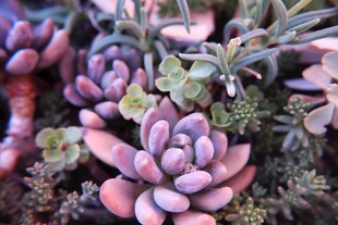 多彩多肉植物特写