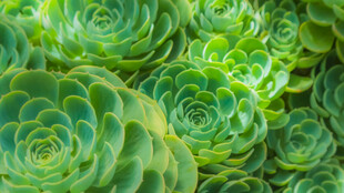 翠绿多肉植物密集生长