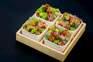 木盒盛装的美味多彩沙拉