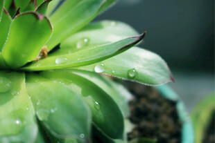 带水珠的翠绿多肉植物