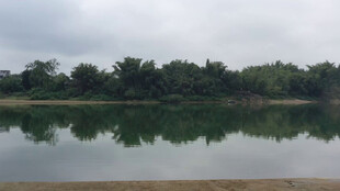 宁静湖面与岸边葱郁树林