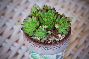 精致小巧的盆栽多肉植物