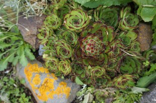 多肉植物特写与黄色石块