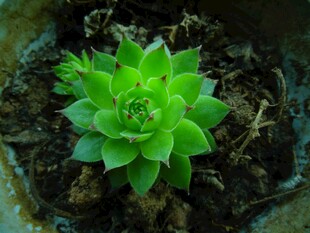 翠绿多肉植物生机满满