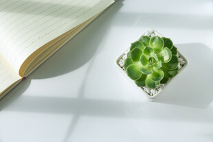 翻开书本旁的翠绿仙人掌