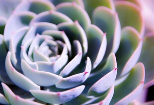 蓝紫色多肉植物特写