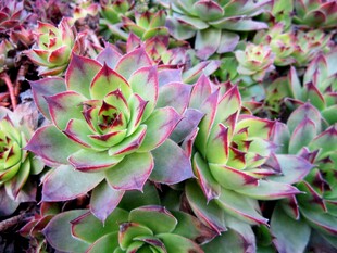 多彩多姿的美丽多肉植物