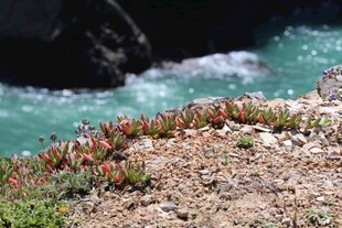 海岸边的多彩植物景观
