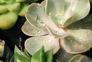 带水珠的多肉植物特写