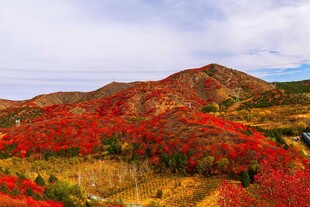 山峦红叶