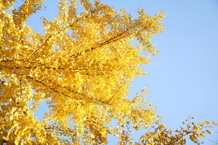 秋天叶子银杏叶