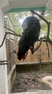 倒挂枝头的鹦鹉