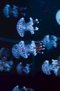 梦幻水母在水中悠然游动