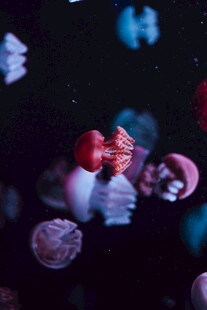 梦幻水母在水中优雅游动