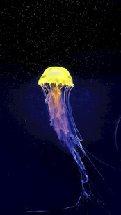 发光水母在深海中摇曳