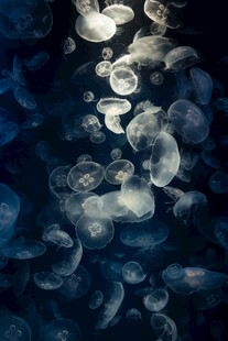 深海中的梦幻水母群