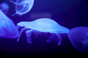 梦幻水母在水中优雅游动